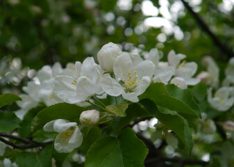 Closeup of white blossoms of an apple tree
