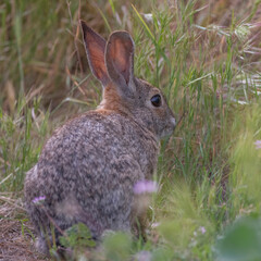 rabbit in the grass