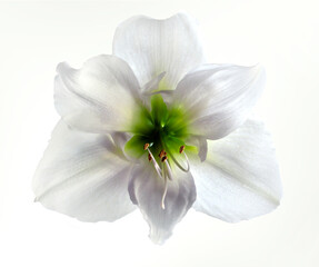 Amaryllis flower isolated on white