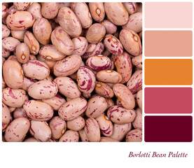 Borlotti Beans in a colour palette with complimentary colour swatches
