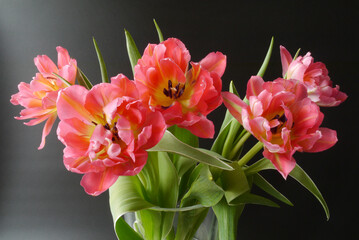 A bunch of red tulips in a vase