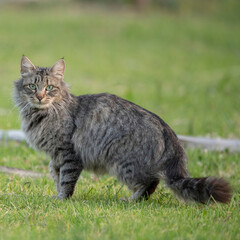 cat on grass