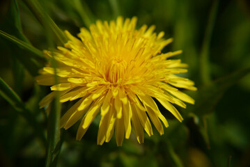 Yellow dandelion flower closeup in green grass