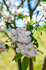 Blooming spring garden. Trees full of flowers under a bare sky