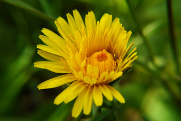 Yellow dandelion flower closeup in green grass