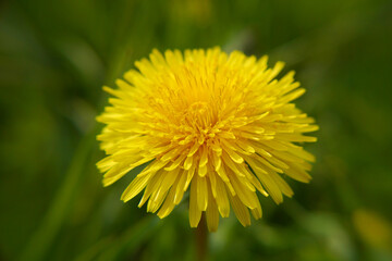 Yellow dandelion flower closeup in green grass