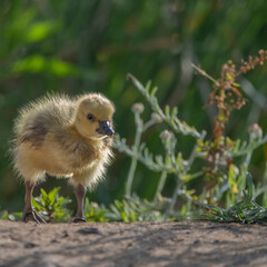 baby duck in the grass