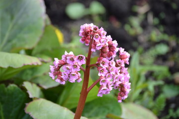 Pink thick-leaved badan flowers with leaves