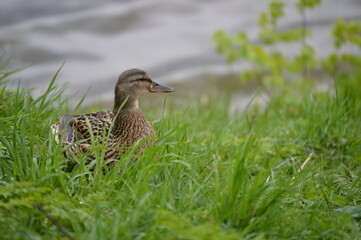 A duck in the gruss with a reiver at the background