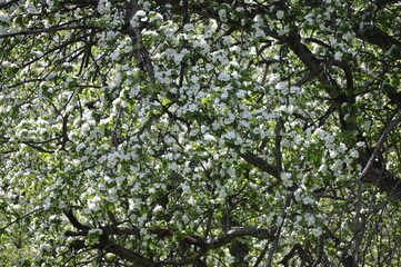 Branches of an apple tree full of  white flowers