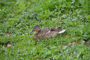 Closeup of a duck in the grass