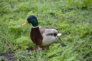 Closeup of a duck in the grass