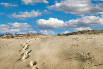 Cape Cod National Seashore Dunes and Pathway to the Ocean