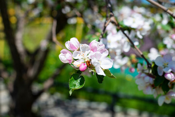 Blooming spring garden. Trees full of flowers under a bare sky