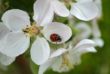 Closeup of a ladybug on a white fruit flower © AnnyKen
