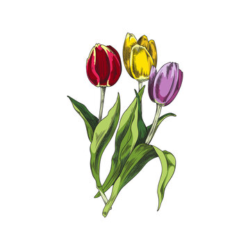 Spring bouquet of colorful tulips hand drawn sketch vector illustration isolated.
