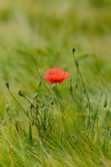 eine mohnbl&uuml;hte