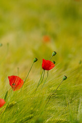 drei mohnbl&uuml;ten