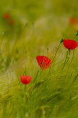 drei mphnb&uuml;hten