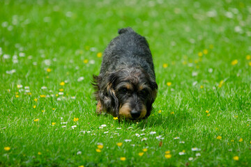 dackel mit nase im grass