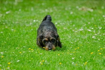 dackel schn&uuml;ffelt im grass