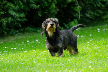 Dackel Skeptischer Blick