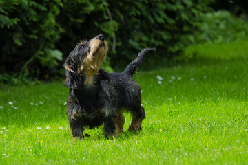 Dackel mit Nase nach oben