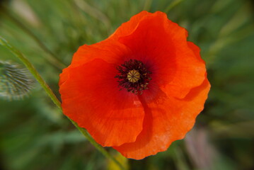 Closeup of a red poppy flower