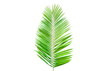 Closeup, Palm green leaf isolated on white background for design or stock photos, summer tropical plant, single flora