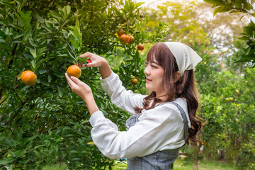 Young woman ardener is dress for harvest gardening organic orange tree and uses scissors to cut the...