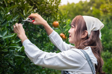 Young woman ardener is dress for harvest gardening organic orange tree and uses scissors to cut the oranges on the trees in the garden. Farmer concept working in the garden happily