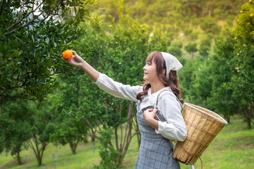 Young woman ardener is dress with basket for harvest gardening organic orange tree and use hand the oranges on the trees in the garden. Farmer concept working in the garden happily