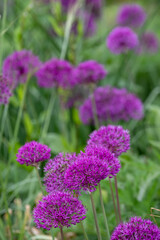 Obraz premium Allium giganteum purple flower heads growing amongst oriental grasses at Trentham Estate, Stoke on Trent, UK. They bloom in early summer and make an architectural statement in the garden.
