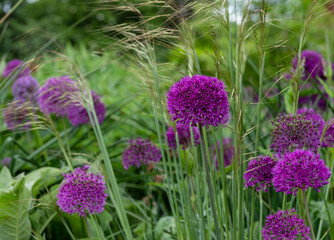 Allium giganteum purple flower heads growing amongst oriental grasses at Trentham Estate, Stoke on Trent, UK. They bloom in early summer and make an architectural statement in the garden.