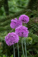 Allium giganteum purple flower heads growing next to a monkey puzzle tree at Trentham Estate, Stoke on Trent, UK. They bloom in early summer and make an architectural statement in the garden.