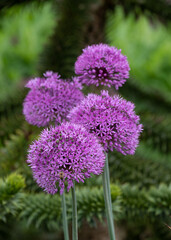 Fototapeta premium Allium giganteum purple flower heads growing next to a monkey puzzle tree at Trentham Estate, Stoke on Trent, UK. They bloom in early summer and make an architectural statement in the garden.