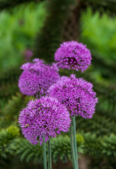 Obraz premium Allium giganteum purple flower heads growing next to a monkey puzzle tree at Trentham Estate, Stoke on Trent, UK. They bloom in early summer and make an architectural statement in the garden.