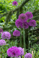 Allium giganteum purple flower heads growing next to a monkey puzzle tree at Trentham Estate, Stoke on Trent, UK. They bloom in early summer and make an architectural statement in the garden.