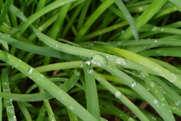 Obraz premium Green grass with water drops