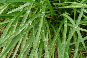 Green grass with water drops