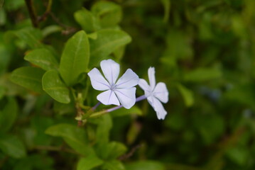 Closeup of light blue plumbago flowers