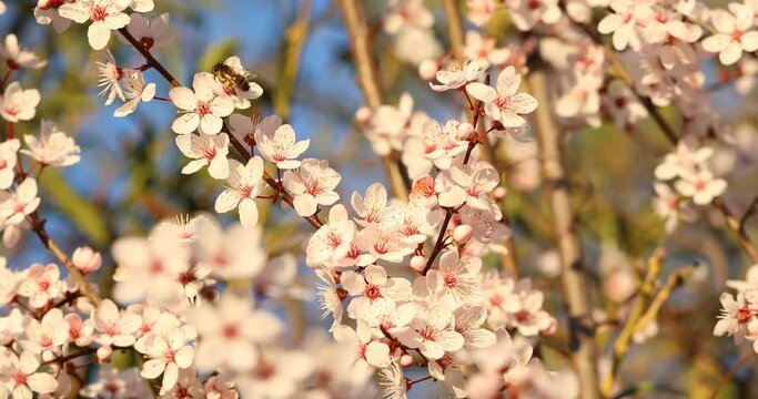 Abeja en un &aacute;rbol de flores
