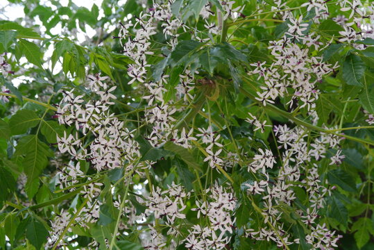 Branches of melia tree full of flowers