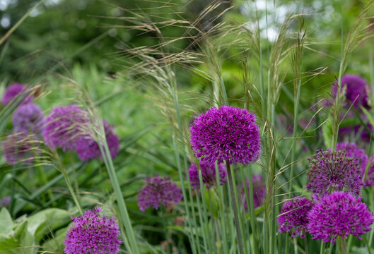 Allium giganteum purple flower heads growing amongst oriental grasses at Trentham Estate, Stoke on Trent, UK. They bloom in early summer and make an architectural statement in the garden.