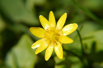 Closeup of a yellow buttercup flower