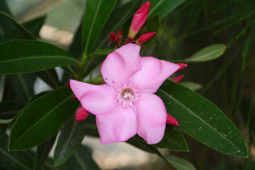 Closeup of a pink oleander flower
