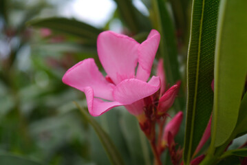 Closeup of a pink oleander flower