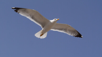 A seagull flying up in the sky 