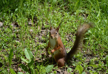 Cute squirrel in the grass looking at you