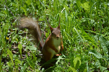 Naklejka na ściany i meble Cute squirrel in the grass looking at you